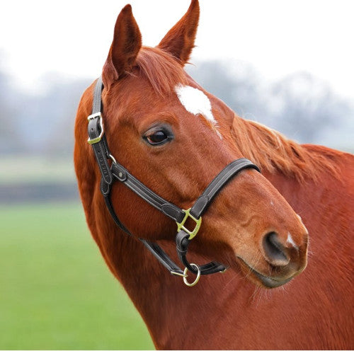 Velociti Lusso Girona Leather Halter- Brown Size Horse (Full)