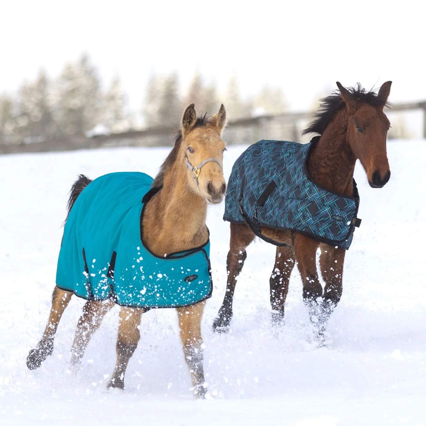 1200D Adjustable Weanling 180G Medium Weight Winter Turnout Blanket - Waterproof & Breathable - Riders Choice Supply Co