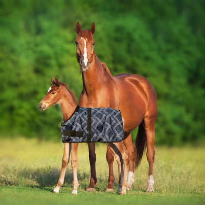 1200D Adjustable Foal 180G Medium Weight Winter Turnout Blanket - Waterproof & Breathable - Riders Choice Supply Co