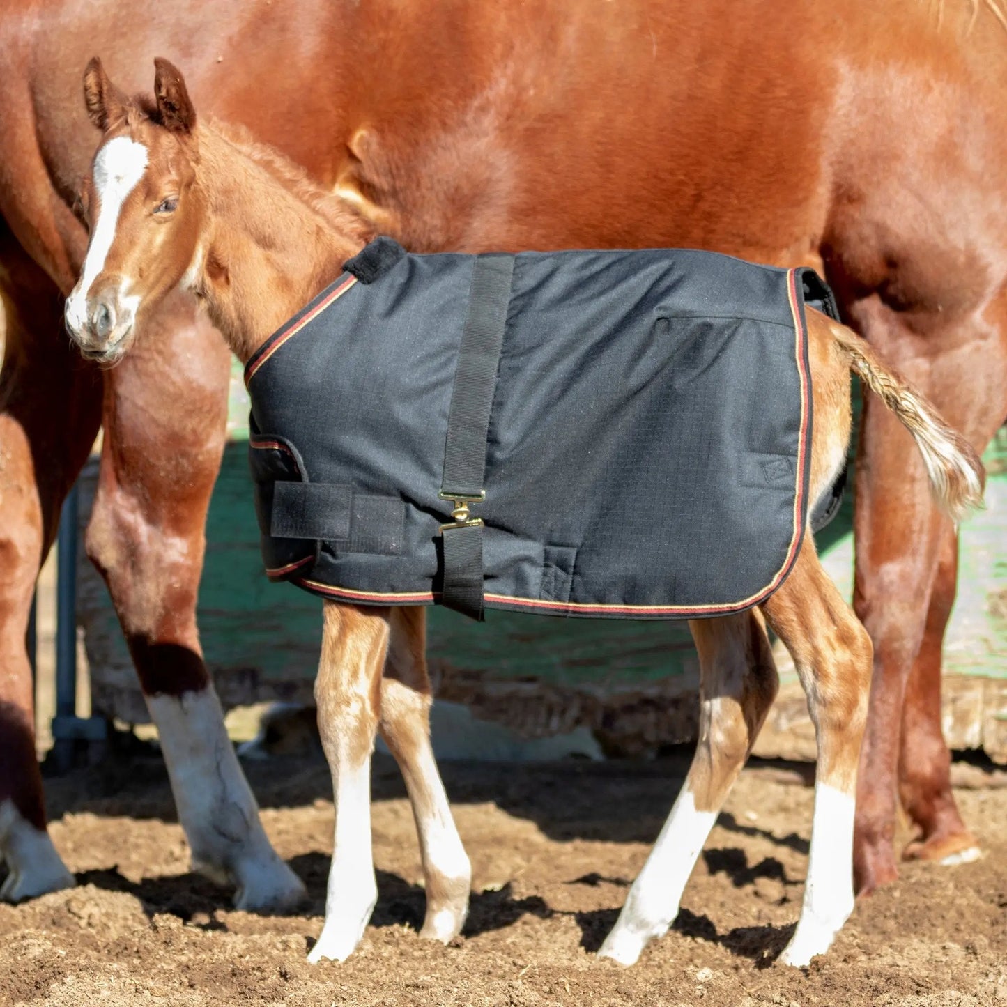 1200D Adjustable Foal 180G Medium Weight Winter Turnout Blanket - Waterproof & Breathable - Riders Choice Supply Co