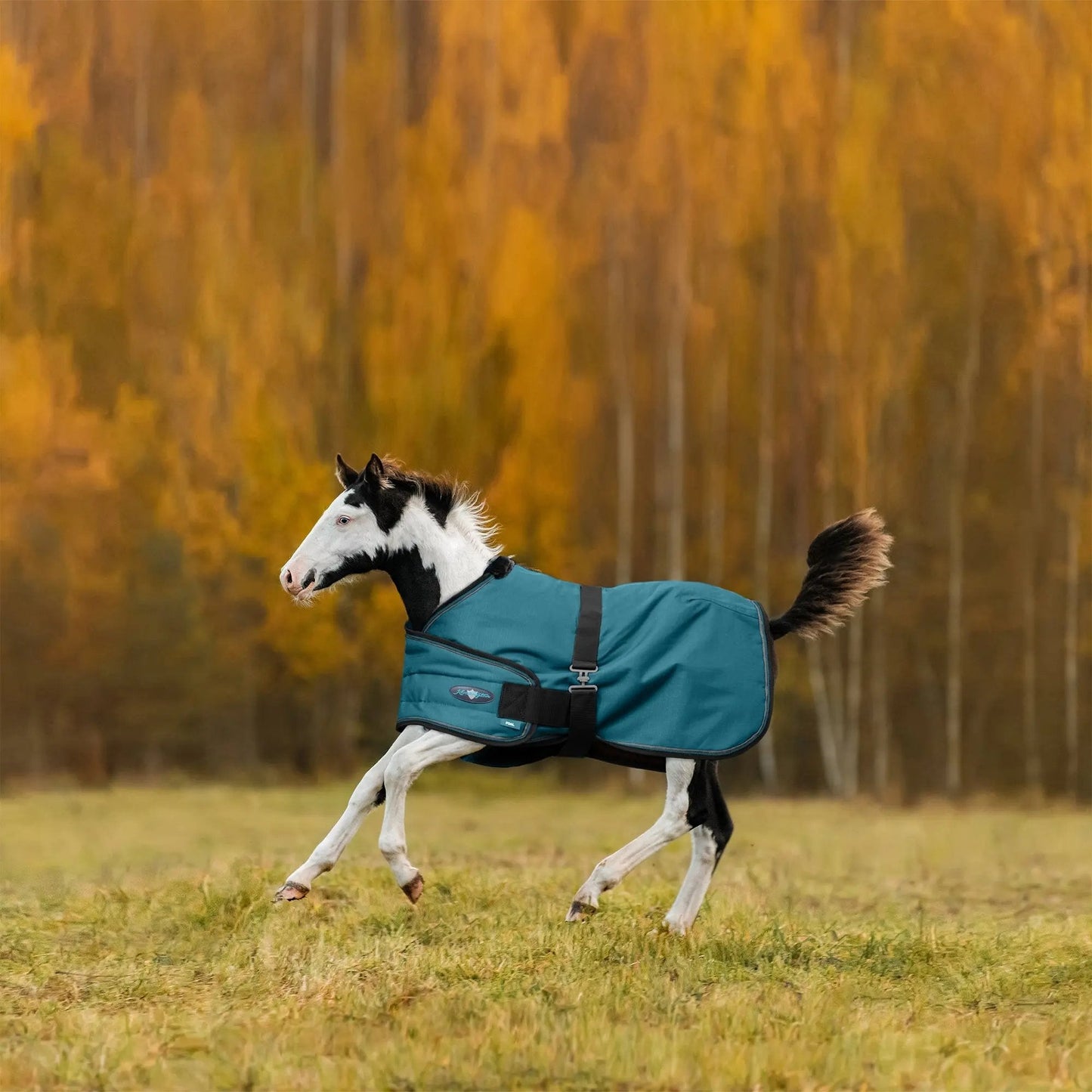 1200D Adjustable Foal 180G Medium Weight Winter Turnout Blanket - Waterproof & Breathable - Riders Choice Supply Co