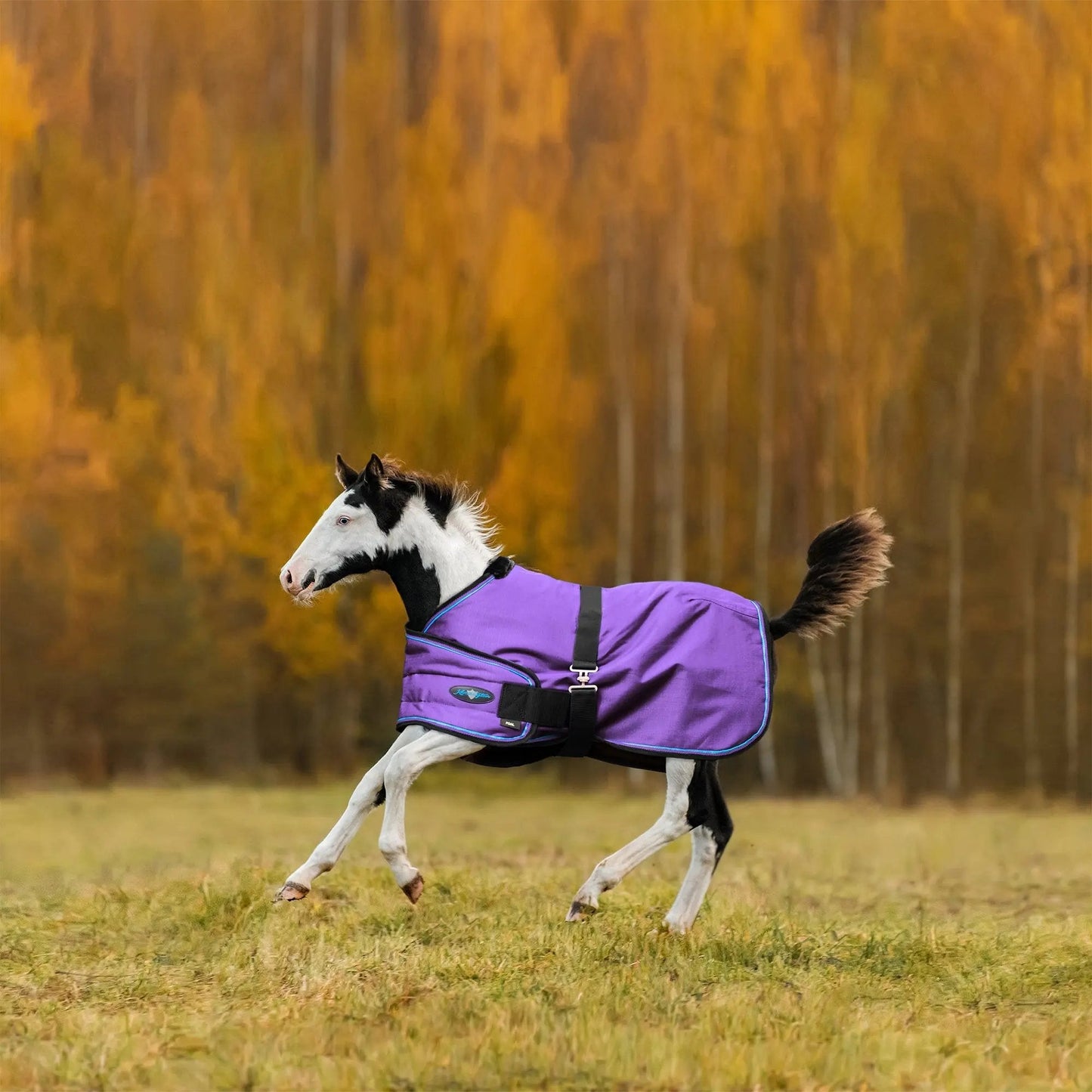 1200D Adjustable Foal 180G Medium Weight Winter Turnout Blanket - Waterproof & Breathable - Riders Choice Supply Co