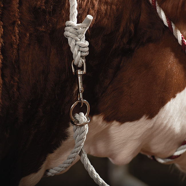 Intrepid International Poly Web Lead, 6', Purple