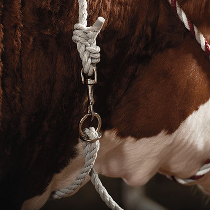 Intrepid International Poly Web Lead, 6', Purple