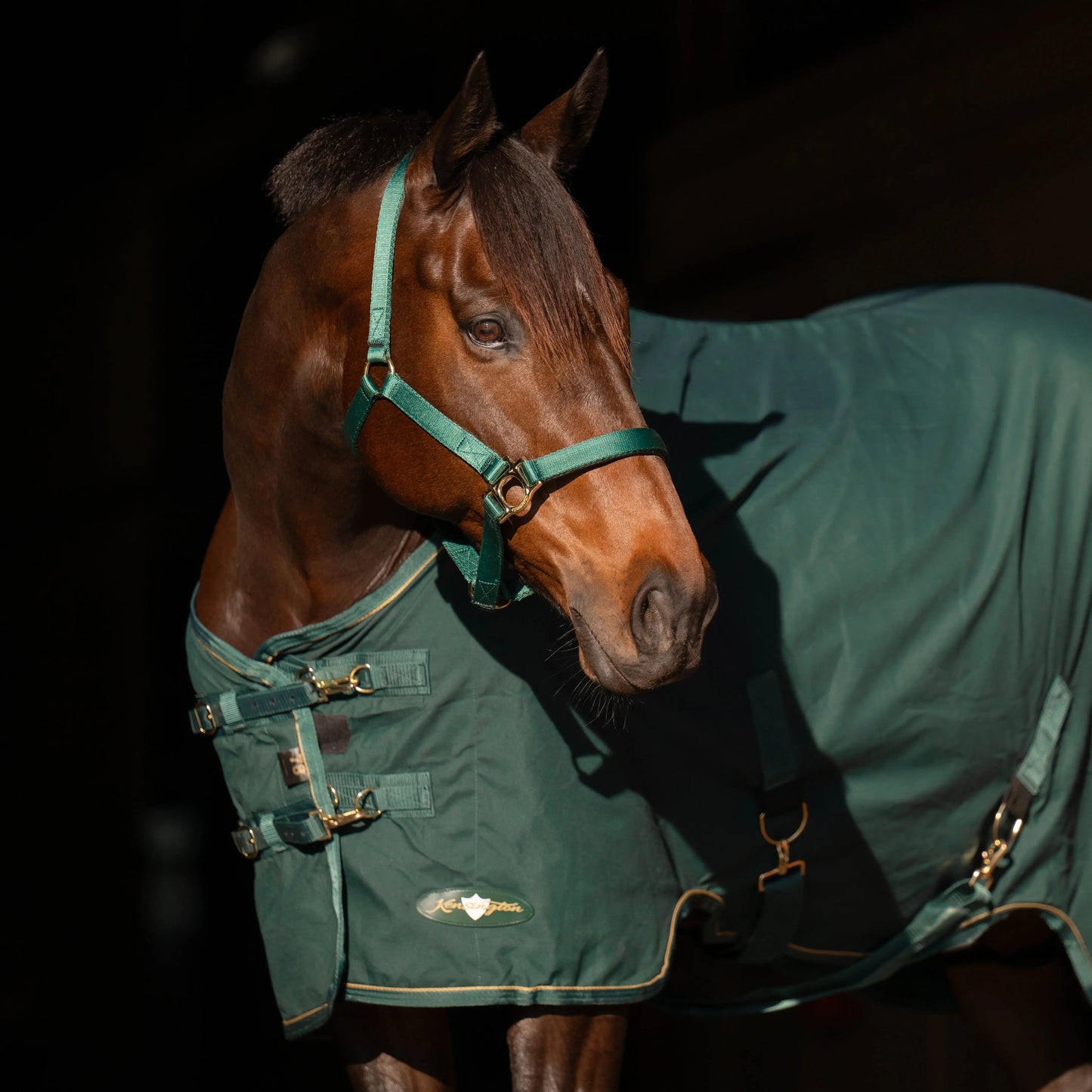 Horse Poly Cotton Day Sheet - Breathable Stable Sheet - Riders Choice Supply Co