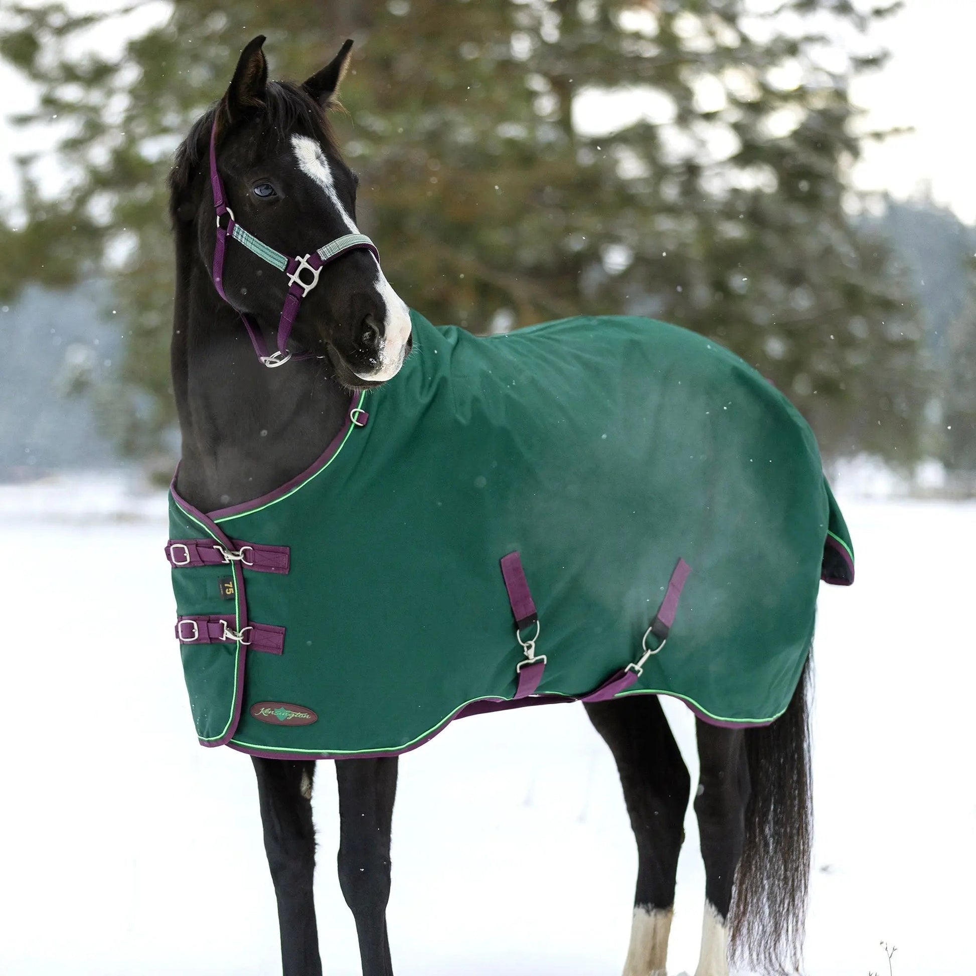 1200D Midweight 180g Horse Winter Turnout Blanket - Waterproof & Breathable - Riders Choice Supply Co