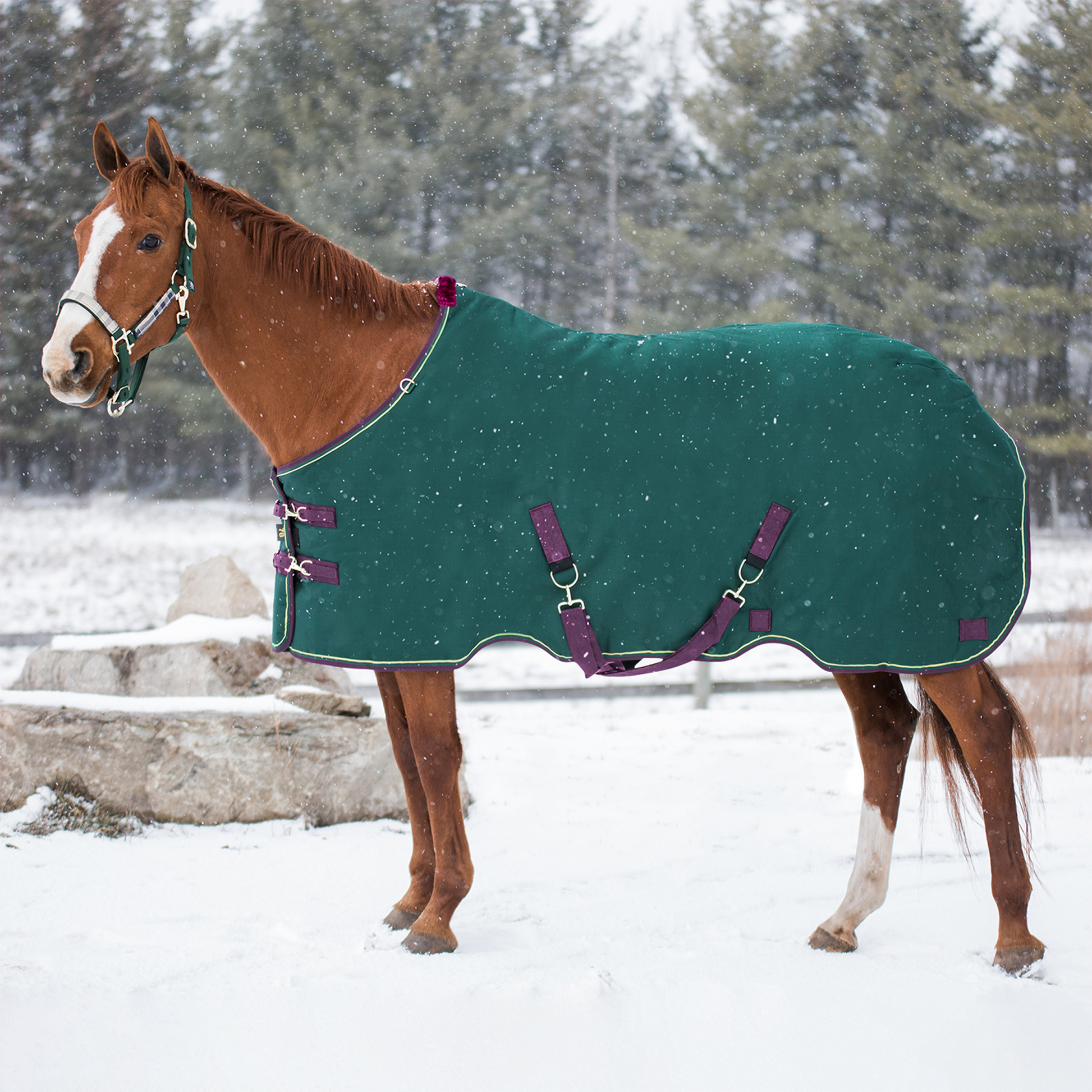 1200D Heavyweight 300g Horse Winter Turnout Blanket - Waterproof & Breathable - Riders Choice Supply Co
