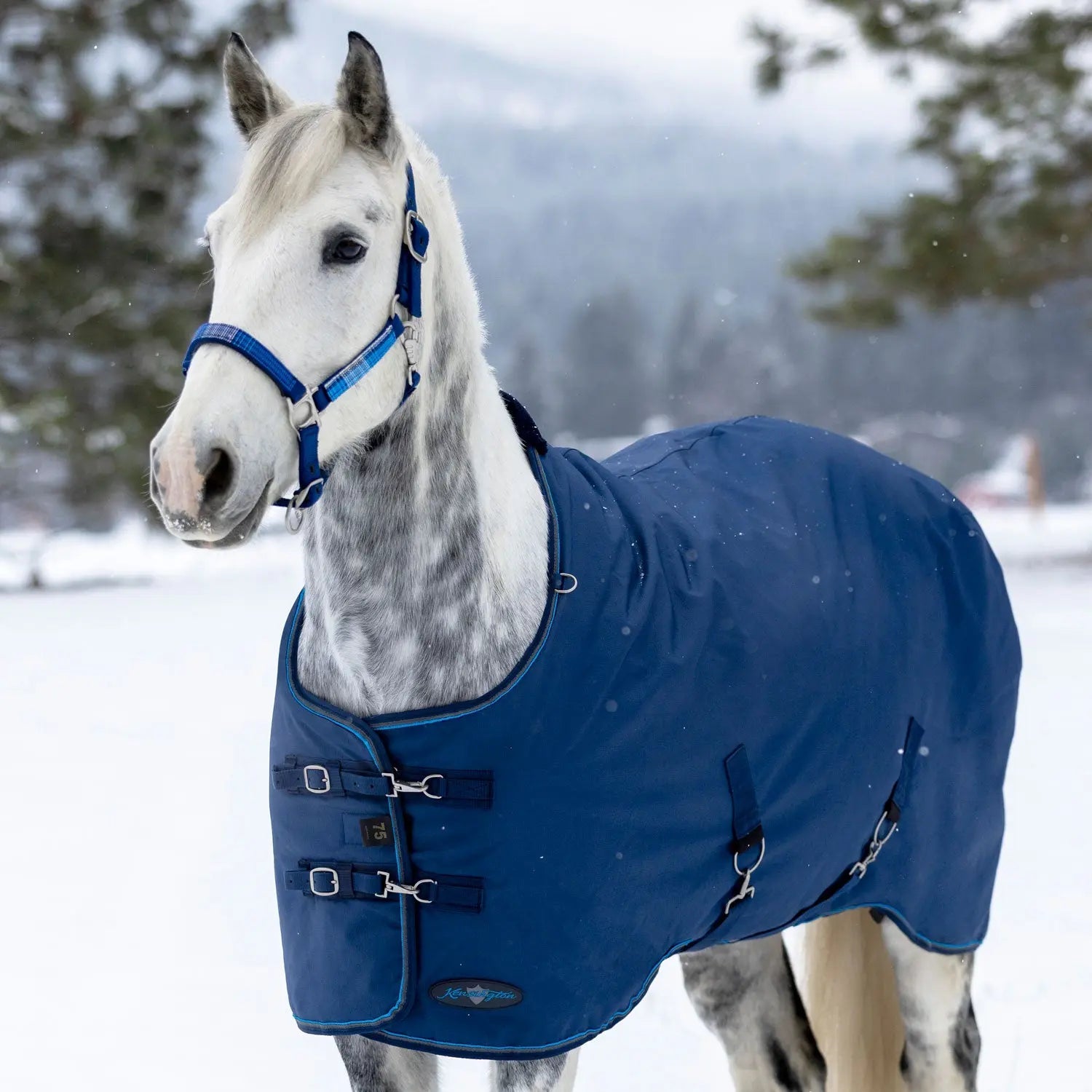 1200D Heavyweight 300g Horse Winter Turnout Blanket - Waterproof & Breathable - Riders Choice Supply Co