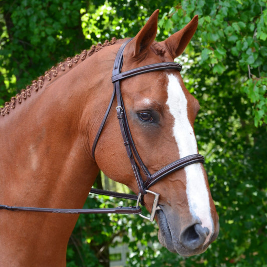 KL Select Black Oak Aster Bridle