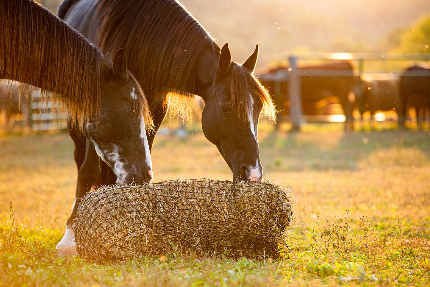 Square Bale Hay Net - Riders Choice Supply Co