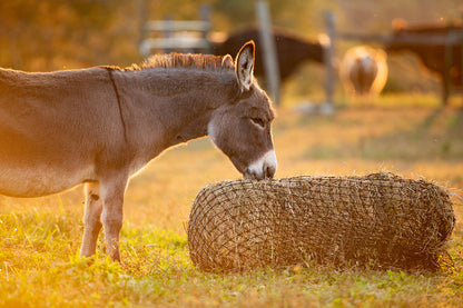 Square Bale Hay Net - Riders Choice Supply Co