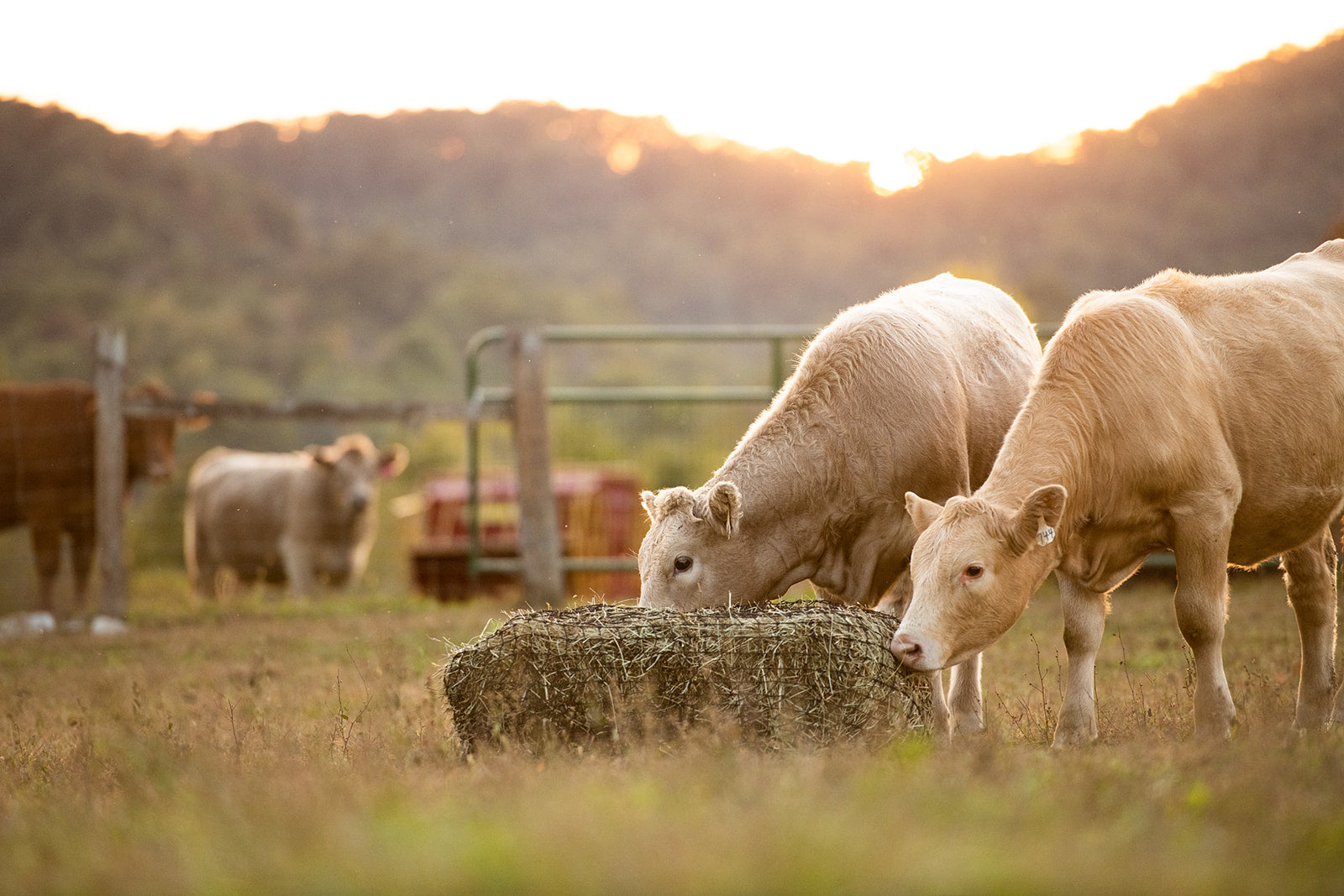 Square Bale Hay Net - Riders Choice Supply Co